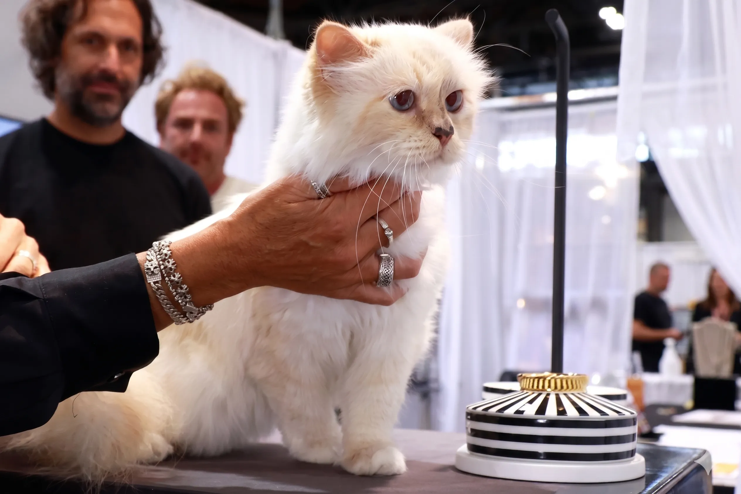 Choupette Was Promised £850,000 — Seven Years Later, She Has Received Absolutely Nothing: The Pet Estate Planning Crisis Every Owner Must Understand