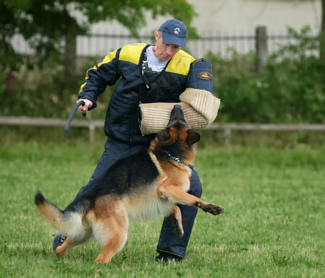 How to Train a German Shepherd Puppy at Home