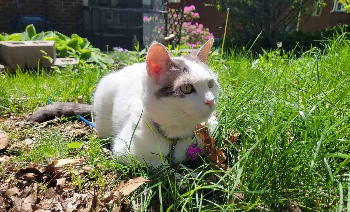 Top Tips for Keeping Indoor Cats Safe Outside