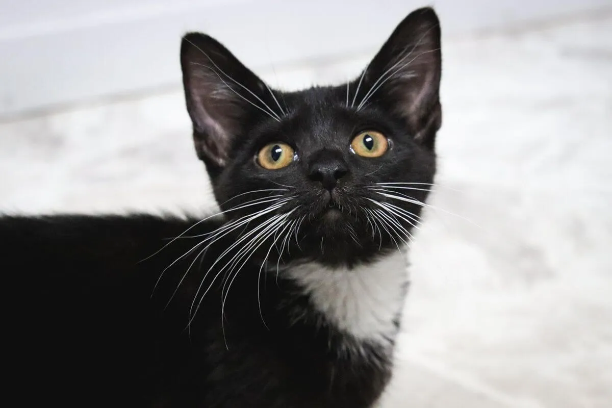11 Stunning Black Cat Breeds That Deserve a Place in Your Heart