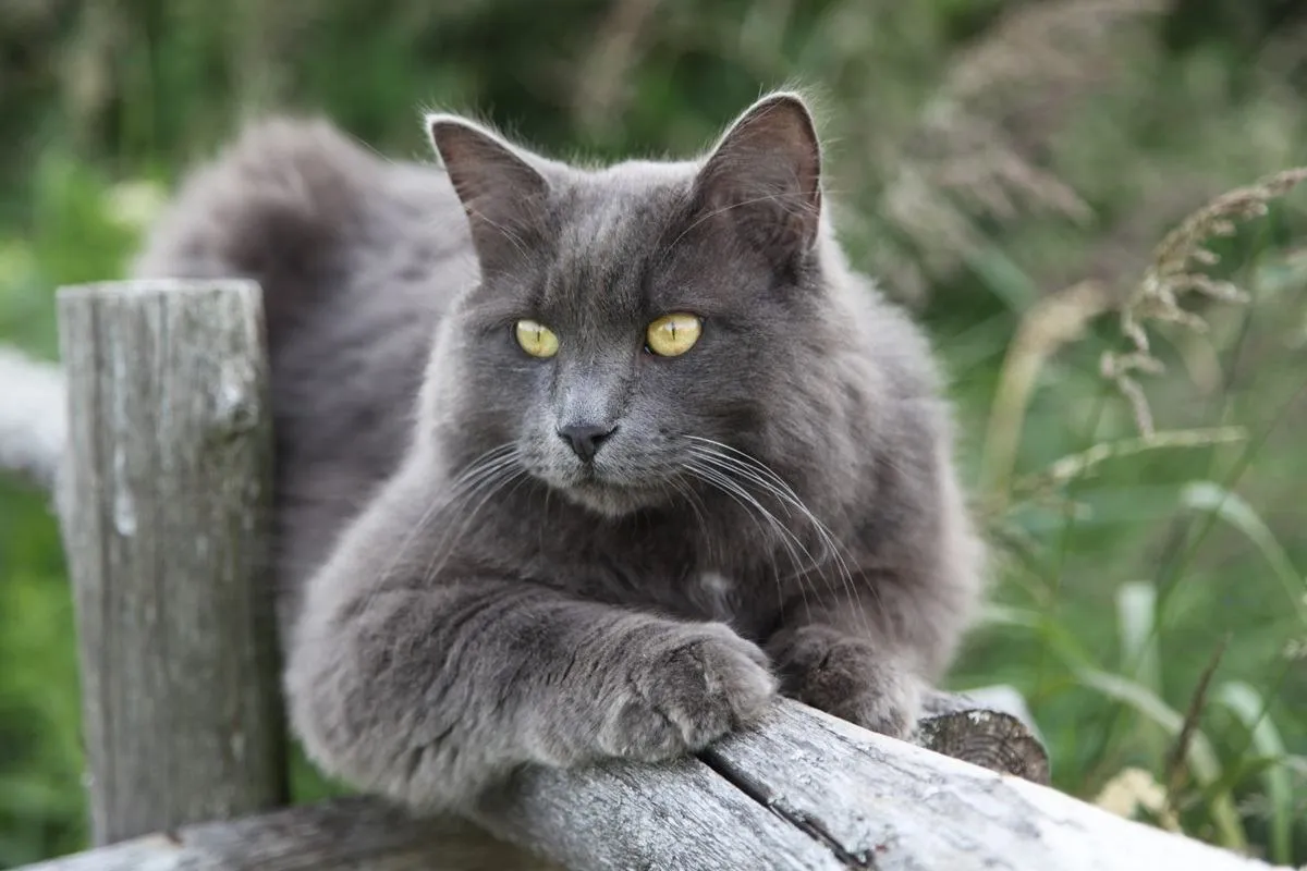 9 Gorgeous Grey Cat Breeds (With Pictures)