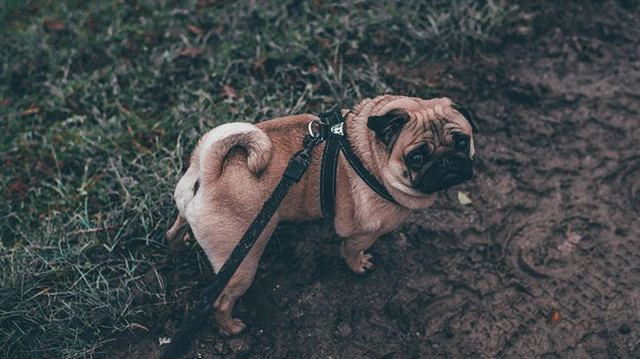 Rainy Day Dog-Walking Essentials