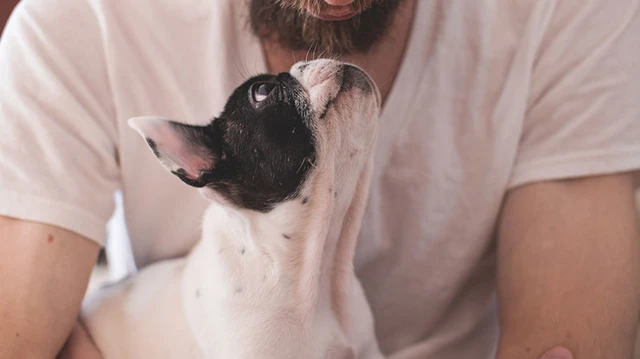8 Ways Dogs Influence Their Owners