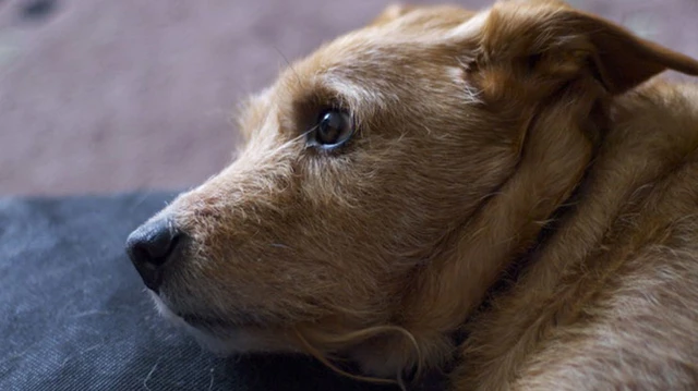 How to Calm Your Dog in Stressful Situations