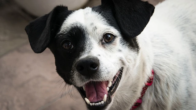 How Dental Health is Key to a Long Life for Your Pet