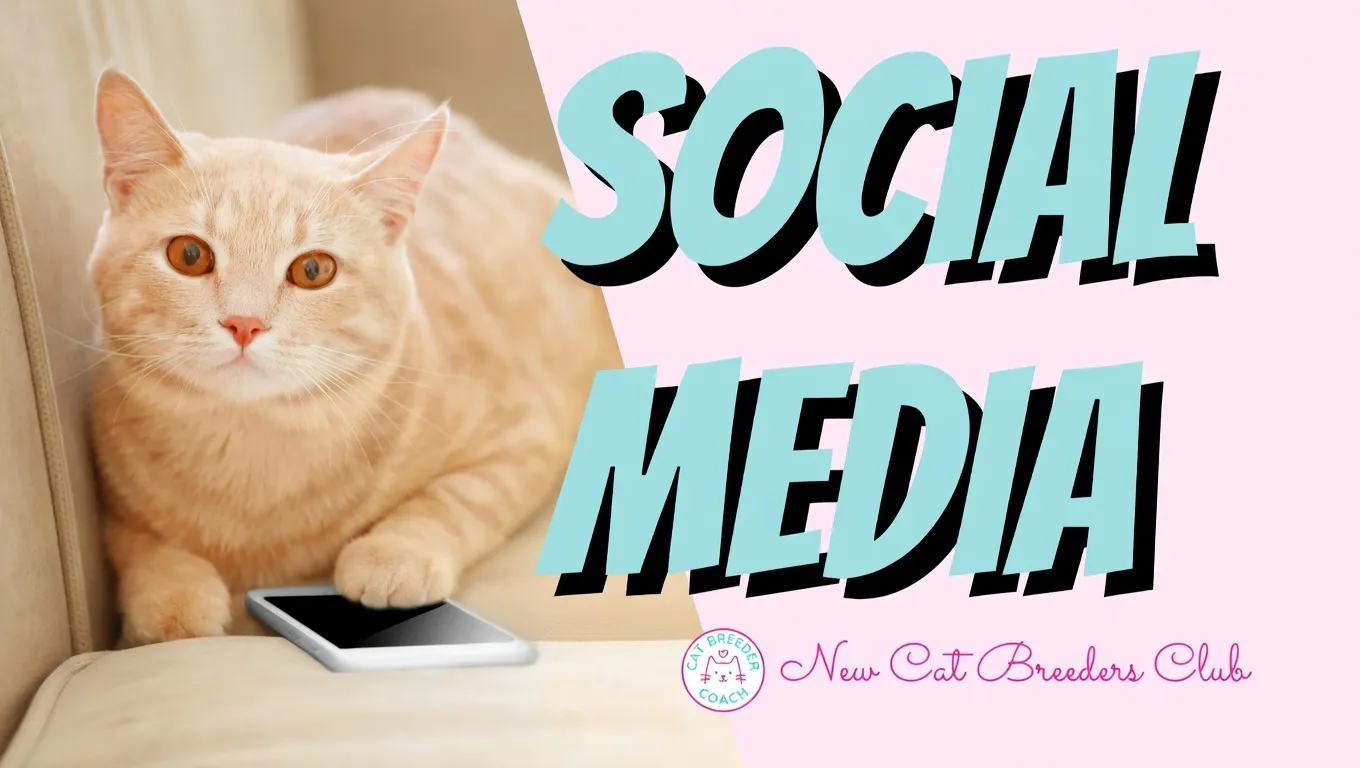 Social Media for Cat Breeders: How to Promote Your Cattery and Kittens With Confidence
