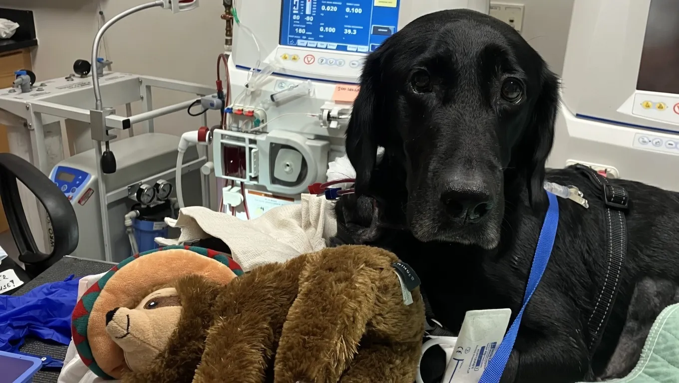 After a Grape Ingestion, Going the Extra Miles for Daddy’s Dog