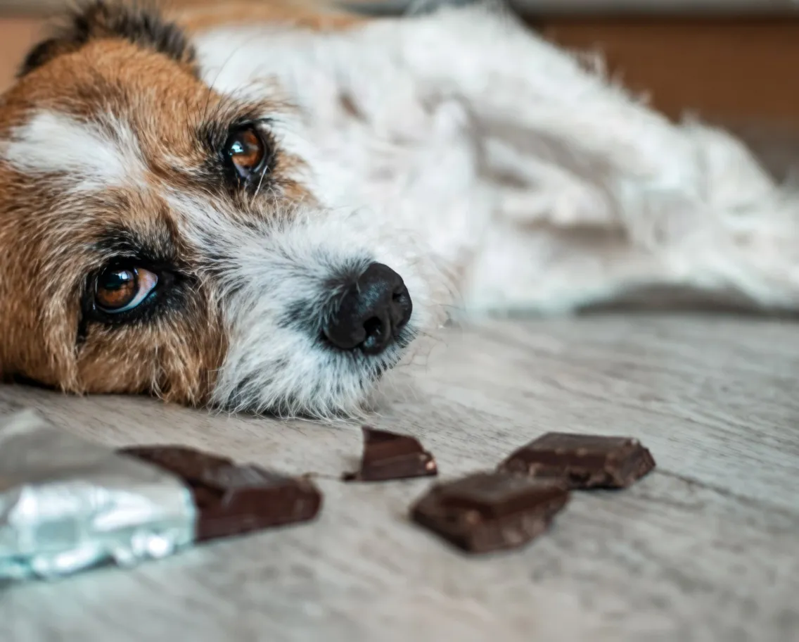 Can Dogs Eat Chocolate? What You NEED to Know!